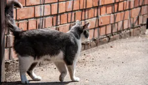 Кот по кличке Трус героически спас семь маленьких жизней при пожаре