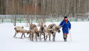 Как в фильме ужасов. Чем питаются народы Крайнего Севера