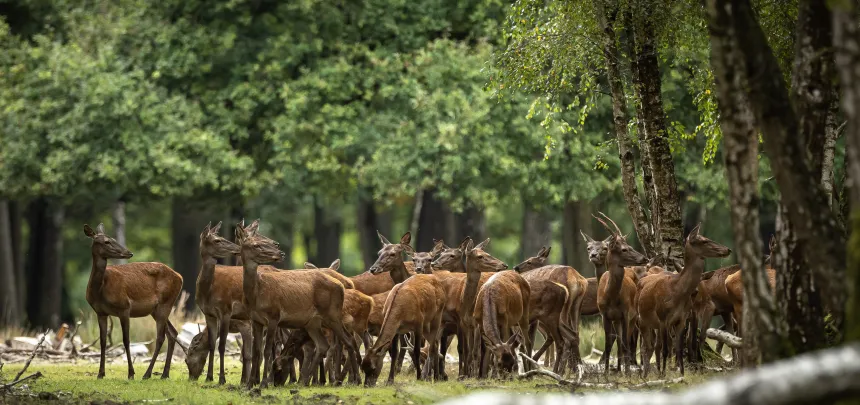 Фото: Aurelien Morissard/XinHua/Globallookpress