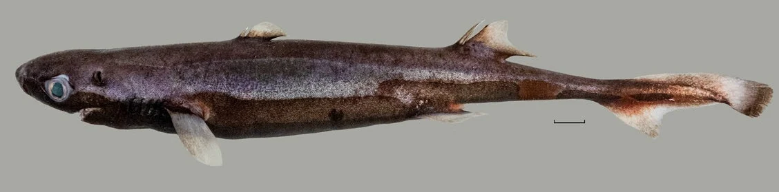 Самка Etmopterus bulbosus длиной 215 мм, вид сбоку
